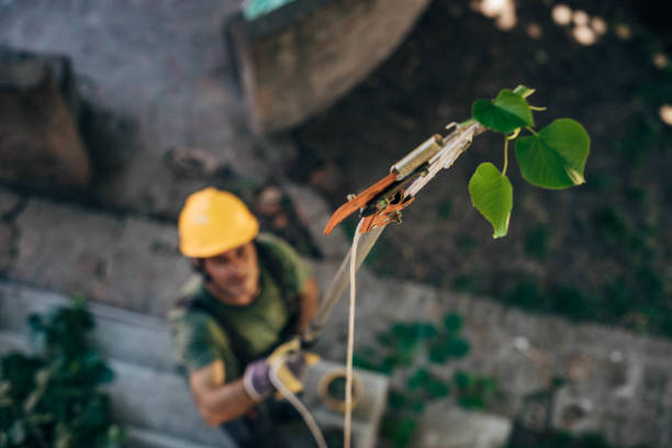 How Our Tree Care Process Works  in  Skagway, AK